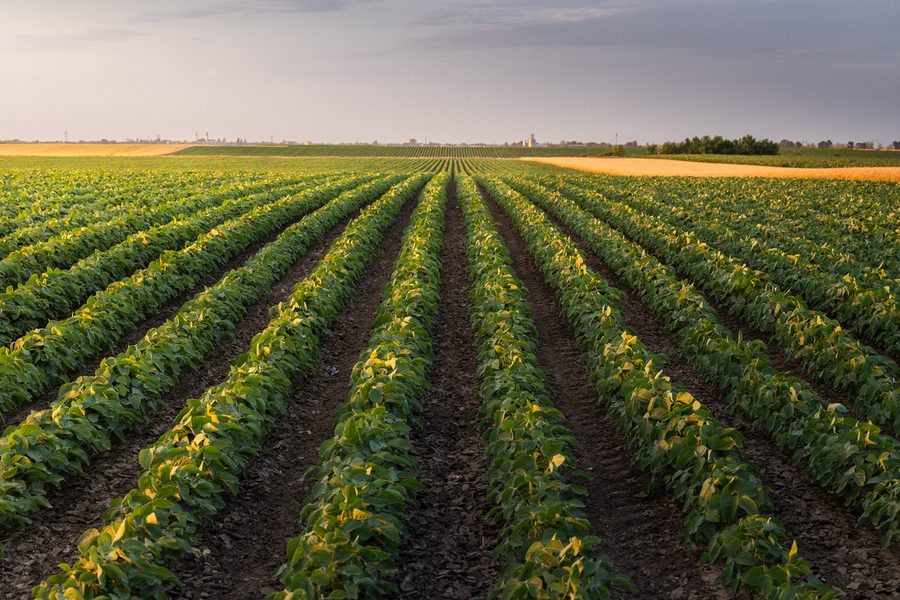 Rows of crops in a field
